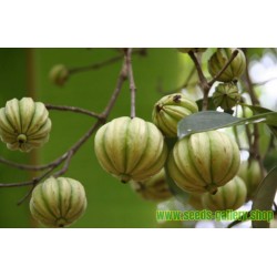 Semillas de Tamarindo Malabar (Garcinia gummi-gutta)