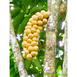 Langsat Seme – Egzoticno Tropsko Voce (Lansium domesticum)
