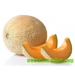 Yubari King Melon Seeds