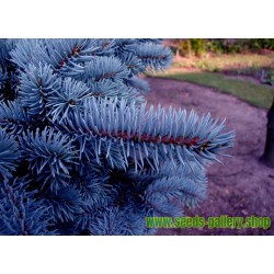 Semente(s) de Pinheiro Abeto Azul (Picea pungens glauca blue)