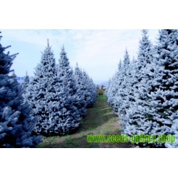Semillas de Pícea azul del Colorado (Picea pungens glauca blue)
