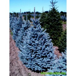 Bodljiva Plava Smrca Seme (Picea pungens glauca blue)