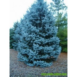 Semi di Abete del Colorado (Picea pungens glauca blue)