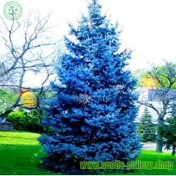 Semente(s) de Pinheiro Abeto Azul (Picea pungens glauca blue)