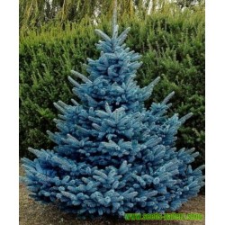 Graines de Épicéa Bleu, Épinette Bleue (Picea pungens glauca blue)