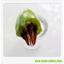 Garcinia schomburgkiana - Madan - Seeds - very rarre