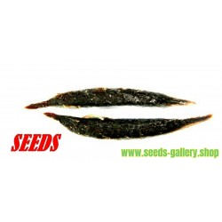 Garcinia schomburgkiana - Madan - Samen - sehr selten