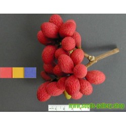 Korlan Seeds (Nephelium hypoleucum)