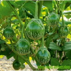 20 Live Seeds Géant Vert Rond Thai aubergine légume 10 Graines 10 Gratuit 