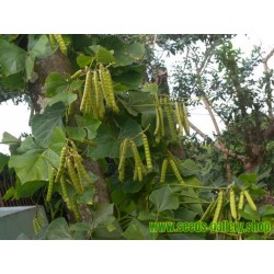 Jicama - Mexican Yam Bean Seeds (Pachyrhizus erosus)