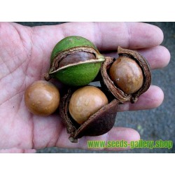 Macadamia Nut Seeds (Macadamia integrifolia)