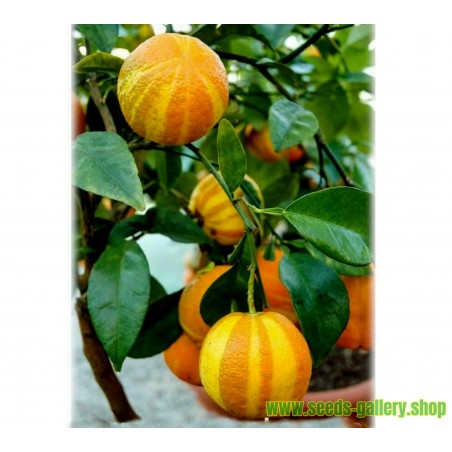 naranja aurantium fasciata semillas rayada