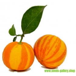 Graines Orange Rayées, Séville Orange (Citrus aurantium fasciata)