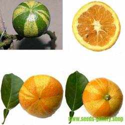 Semillas naranja rayada, Sevilla-naranja (Citrus aurantium fasciata)