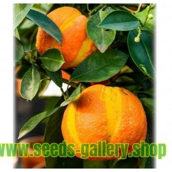 Fröer Randig Orange, Sevilla-Orange (Citrus aurantium fasciata)