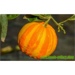 Prugasta Pomorandza, Sevilla- Pomorandza Seme (Citrus aurantium fasciata)