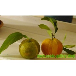 Sementes Laranja listrada, Sevilla  Laranja (Citrus aurantium fasciata)