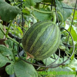 Ogen Melon