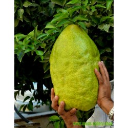 Giant Citron Frön 4 kg frukt (Citrus medica Cedrat)
