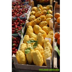Sementes de Limão Gigante - 4 kg de fruta (Citrus Medica Cedrat)