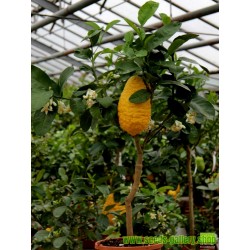 Giant Corsican Citron Seeds - 4 kg fruit (Citrus medica Cedrat)
