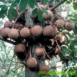 Kanonenkugelbaum Samen (Couroupita guianensis)