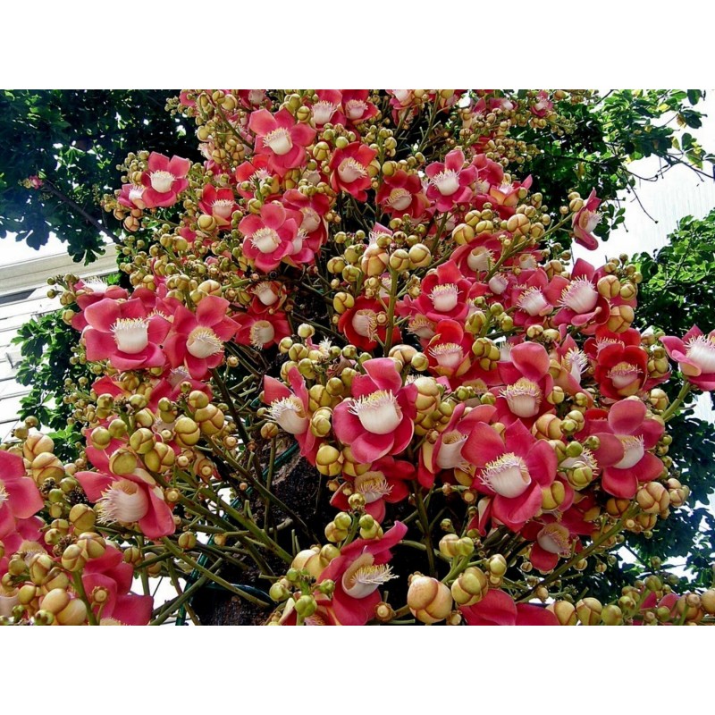 Cannonballträd Fröer (den Couroupita Guianensisen) | 4,95 €