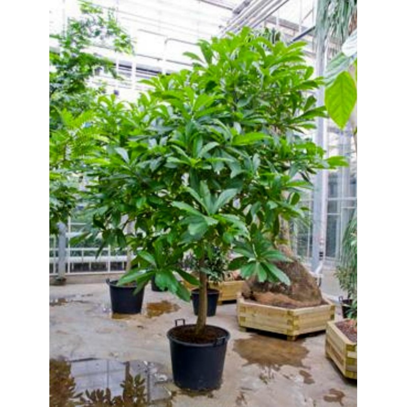 Cannonball Tree Seeds (Couroupita guianensis) | €4.95