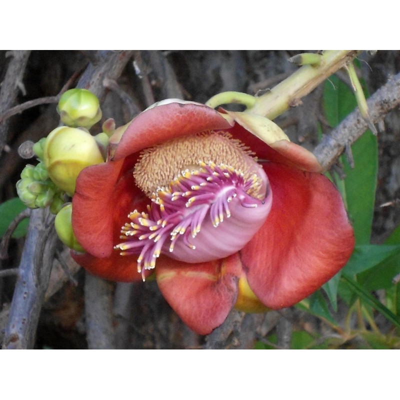 Cannonball Tree Seeds (Couroupita guianensis) | €4.95