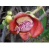 Graines de Boulet De Canon (Couroupita guianensis) | 4,95 €