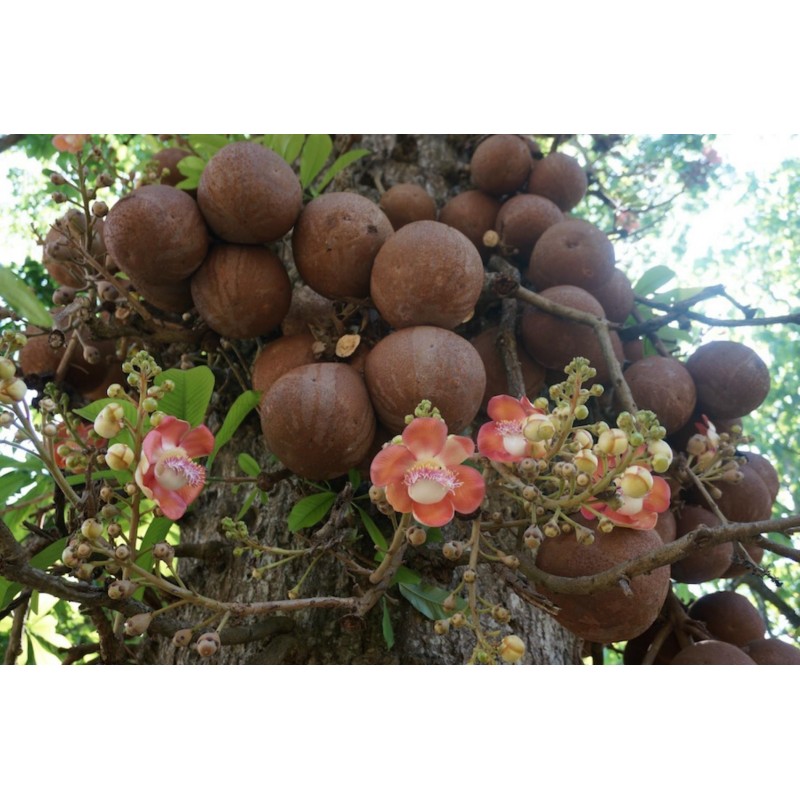 Σπόροι Κουρουπίτα (Couroupita guianensis) | 4,95 €