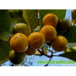 Εξωτικά φρούτα Σπόροι Muruçi, Nanche, Nance (Byrsonima crassifolia)