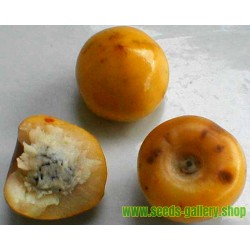 Εξωτικά φρούτα Σπόροι Muruçi, Nanche, Nance (Byrsonima crassifolia)