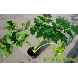Details about   Korean Angelica Keiskei Seeds 1g 100pcs Ashitaba Angelica Utilis Tomorrow Leaf 
