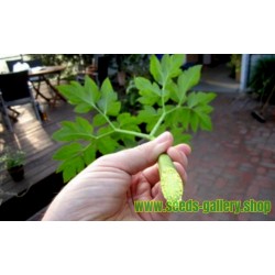 Heilpflanze Morgenblatt - Ashitaba Samen (Angelica keiskei koidzumi)