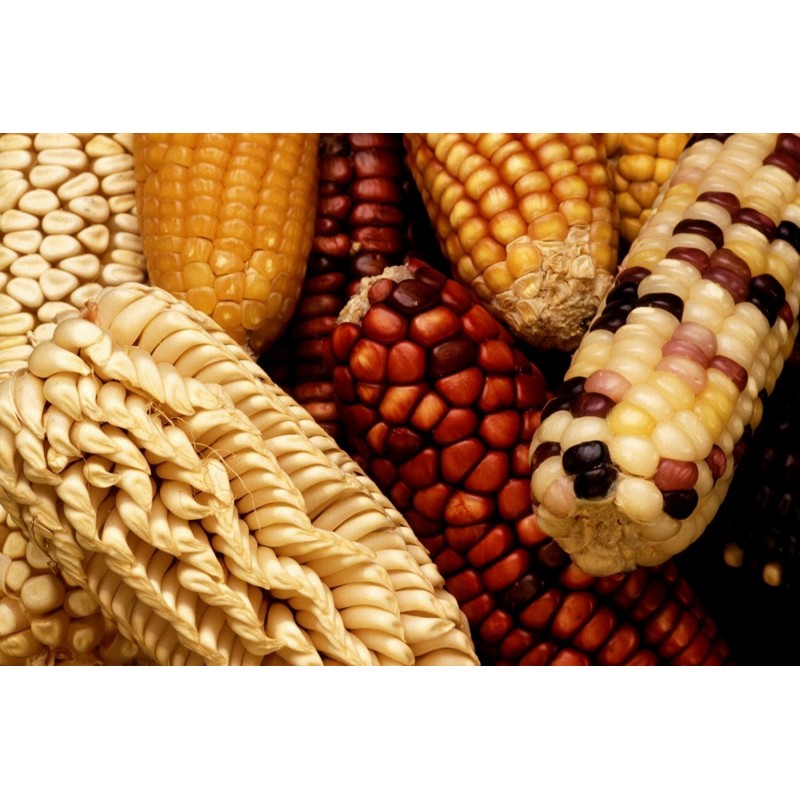 Pod Corn Seeds (Zea mays, var. tunicata)