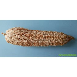 Pod Corn Seeds (Zea mays, var. tunicata)