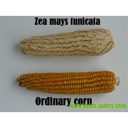 Semi di Zea mays tunicata (mais vestito o "pod corn")