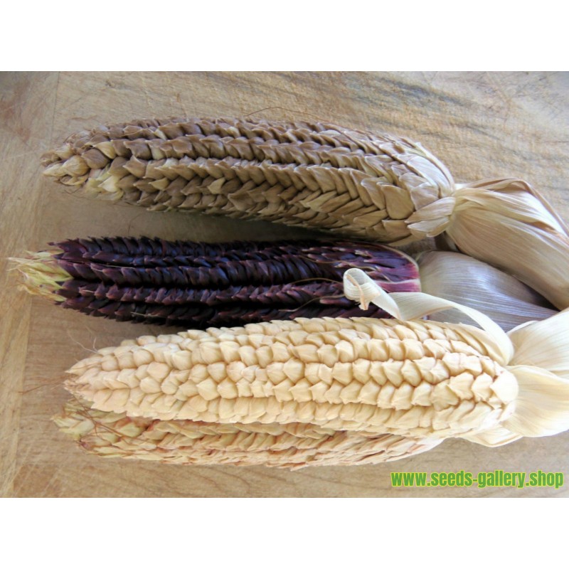 Incompetence check Disappointed Pod Corn Seeds (Zea mays, var. tunicata) - Price €1.95