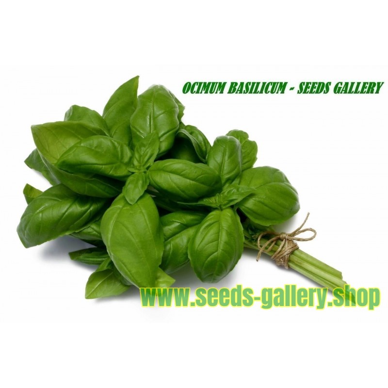 USA Ocimum basilicum Details about   200 Sweet Basil Seeds Sweet Italian Basil Tukmaria Tulsi