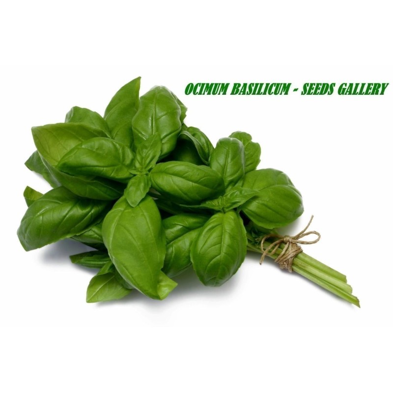 Price: €1.95 - Graines de Basilic (Ocimum Basilicum) - 