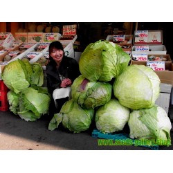Gigantic Japanese Cabbage Seeds