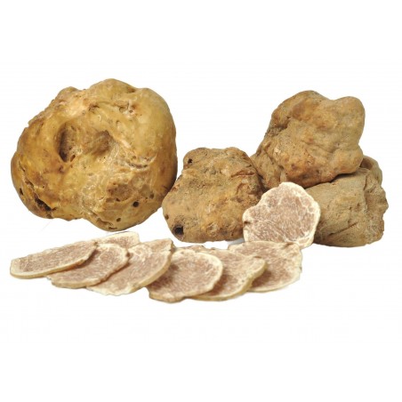 White Truffle Mycelium (Tuber magnatum) | β¬17.00