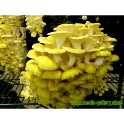 Golden Oyster Mushroom Mycelium - Seeds (Pleurotus citrinopileatus)
