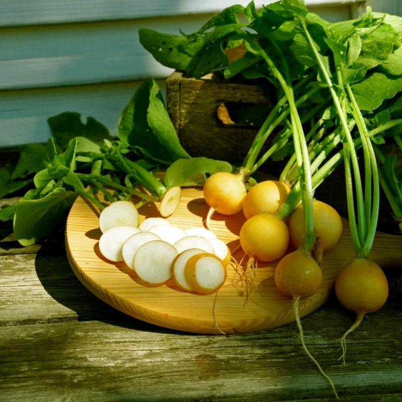 Semillas de Rábano Amarillo Redondo ZLATA - Precio: €1.95