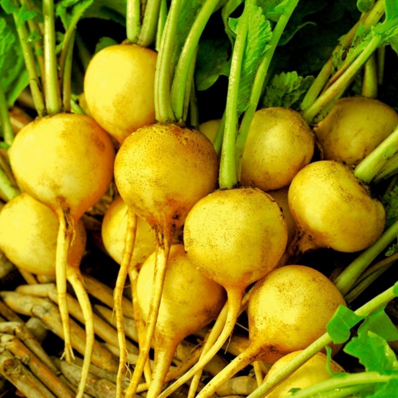 Semillas de Rábano Amarillo Redondo ZLATA - Precio: €1.95