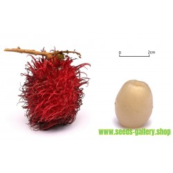 Semi di Rambutan (Nephelium Lappaceum) Frutta esotica