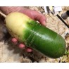 Kineska Zelena Rotkvica LUOBO Seme | 2,45 €