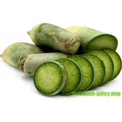 Chinese Green Luobo Radish Seeds
