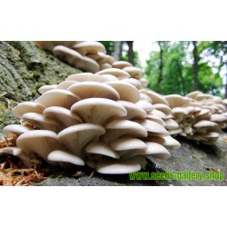 White Oyster Mushroom Mycelium Spores Seeds (Pleurotus cornucopiae)